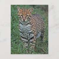 OCELOTE (Leopardus pardalis) AMÉRICA CENTRAL