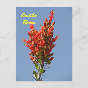 Postal Ocotillo Bloom