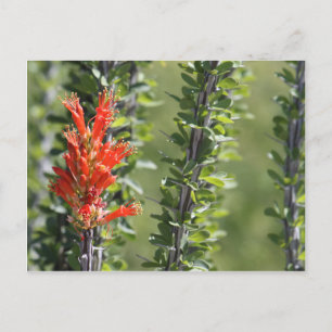 Postal Ocotillo en Bloom