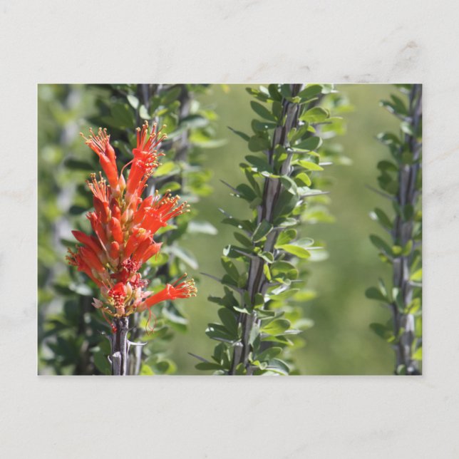 Postal Ocotillo en Bloom (Anverso)