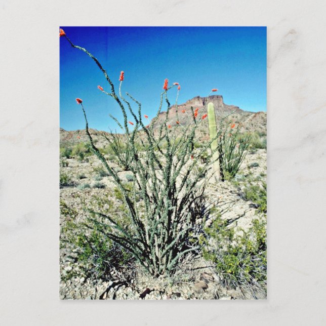 Postal Ocotillo florido, Butte Behind (Anverso)