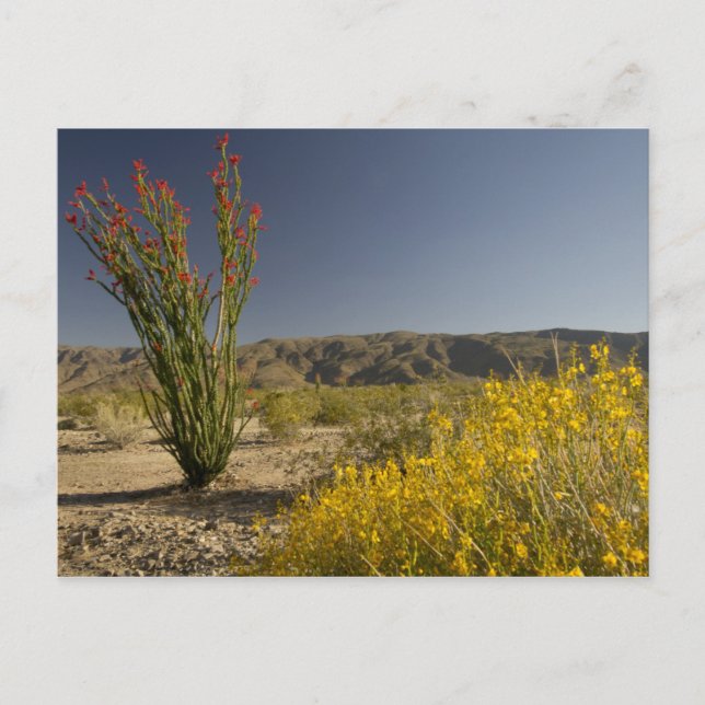 Postal Ocotillo y senna del desierto (Anverso)