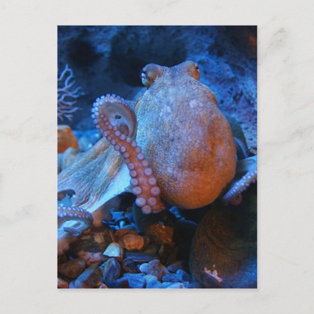 Postal Octopus (Anverso)