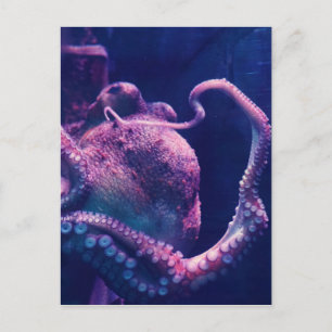 Postal Octopus