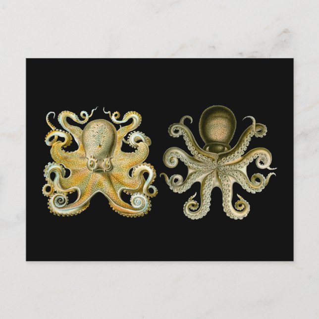 Postal Octopus (Anverso)