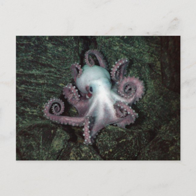 Postal Octopus blanco y rosa (Anverso)