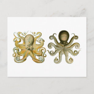 Postal Octopus común