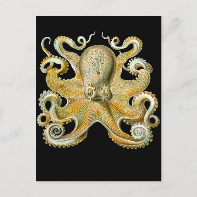 Postal Octopus común (Anverso)