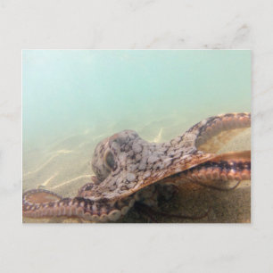 Postal Octopus de Hawái
