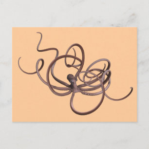 Postal Octopus gigante