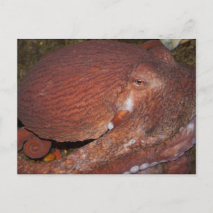 Postal Octopus gigante del Pacífico Norte
