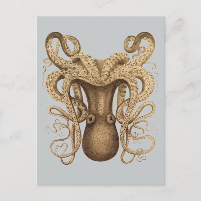 Postal Octopus Marmoratus (azul) (Anverso)