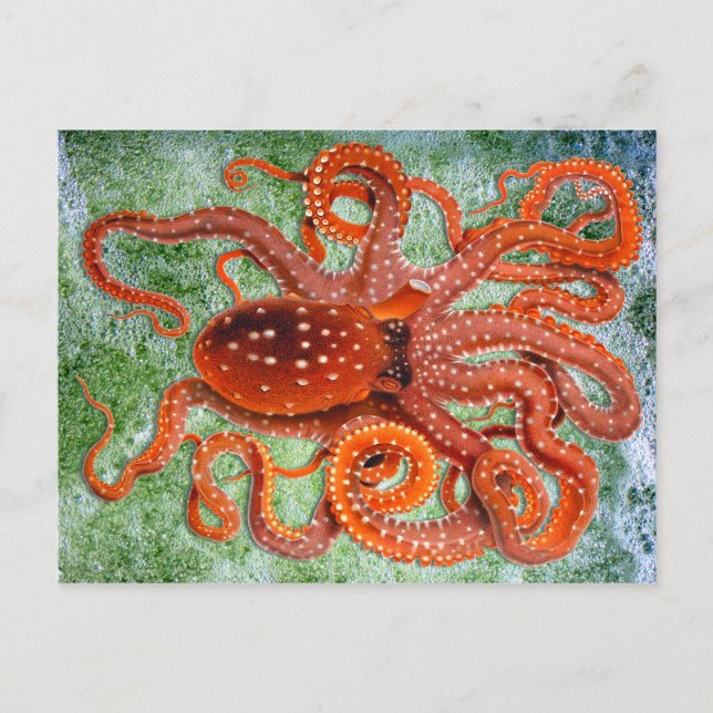 Postal Octopus Ocean Vintage (Anverso)