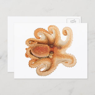 Postal Octopus Salutii, Animales Acuáticos Marinos