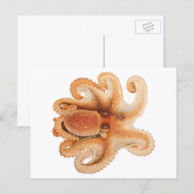 Postal Octopus Salutii, Animales Acuáticos Marinos (Anverso / Reverso)