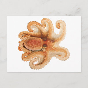 Postal Octopus Salutii, Animales Acuáticos Marinos