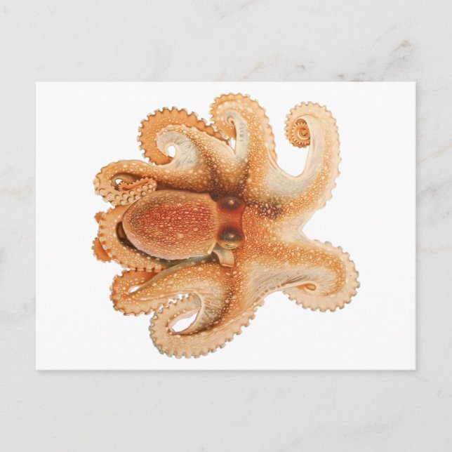 Postal Octopus Salutii, Animales Acuáticos Marinos (Anverso)