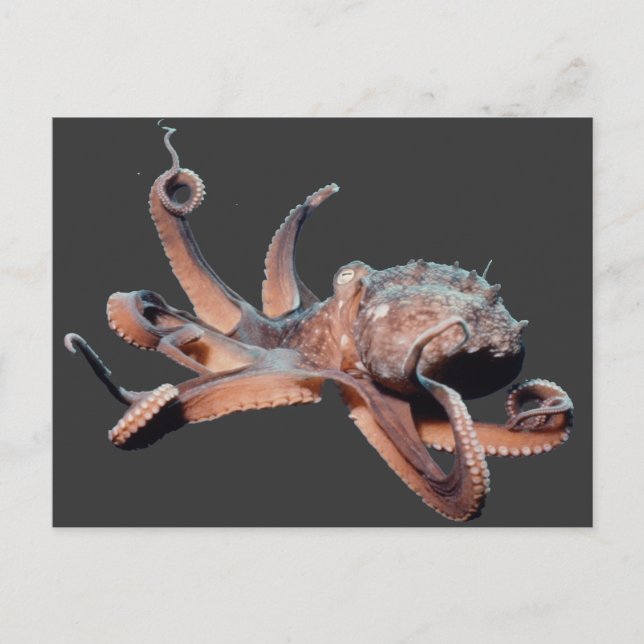 Postal Octopus-Wild Thang (Anverso)