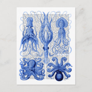 Postal Octopus y azul calamar