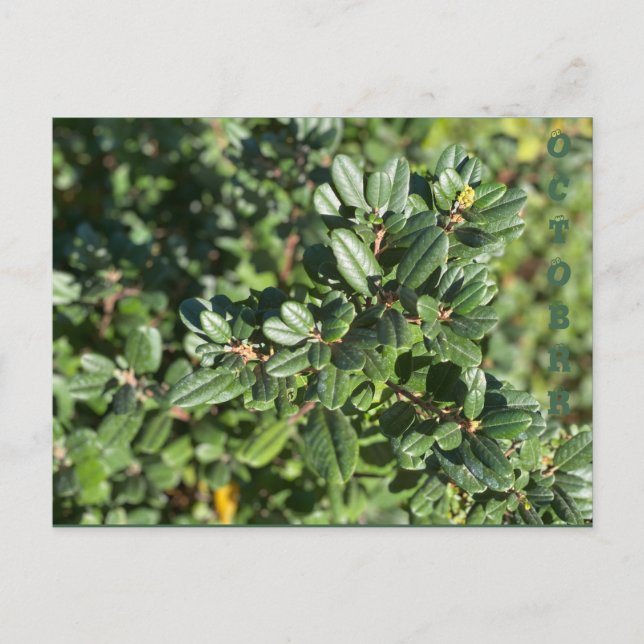 POSTAL OCTUBRE (Anverso)