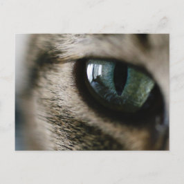 Postal ocular del gato