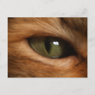 Postal ocular del gato