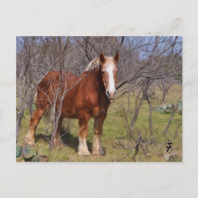 Postal Ocultando caballo (Anverso)
