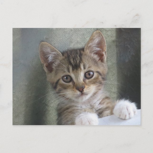 Postal Ocultando gatito (Anverso)