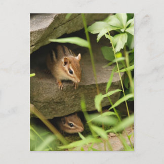 Postal Ocultar y buscar hermanos de Chipmunk bebés