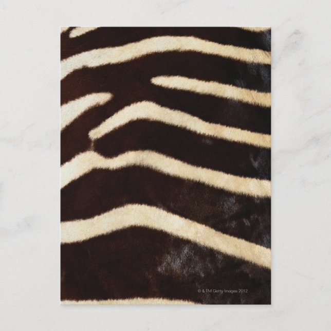 Postal Ocultar zebra (Anverso)