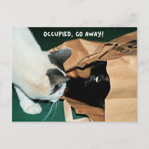 Postal Ocupado, ¡Vete! Gatos divertidos