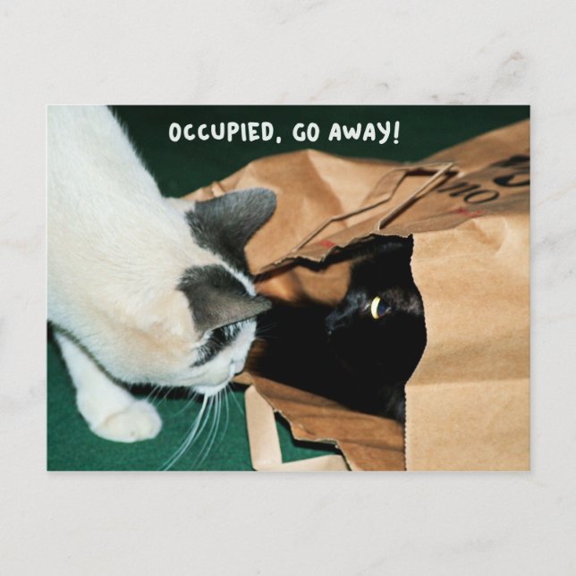Postal Ocupado, ¡Vete! Gatos divertidos (Anverso)