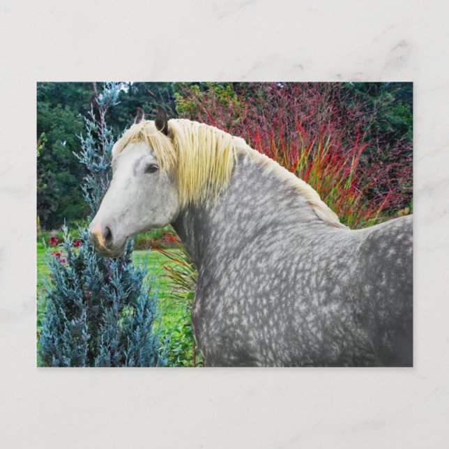 Postal "Odin" (Anverso)