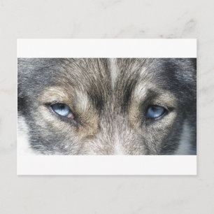 Postal Odins Augen