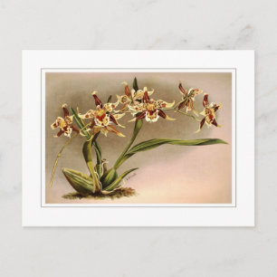 Postal Odontoglossum hallii xanthoglossum