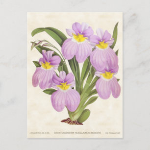 Postal Odontoglossum Orquídea Rosa Vintage Botánico