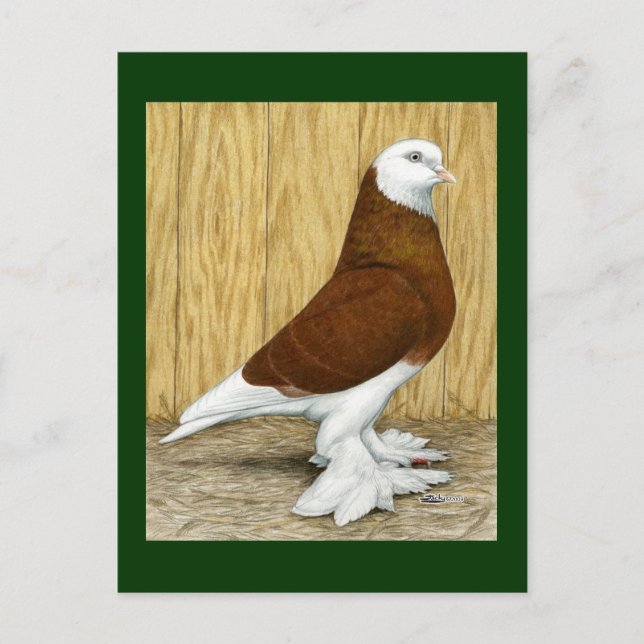 Postal Oeste de Inglaterra Tumbler Red Baldhead (Anverso)