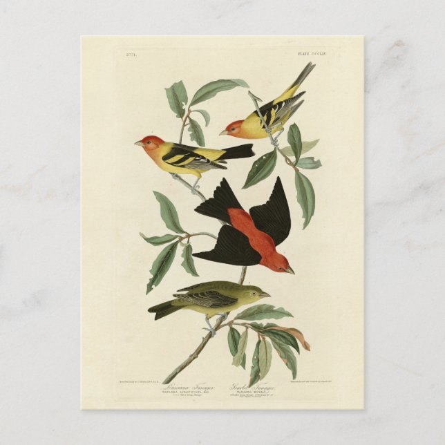 Postal Oeste, Scarlet Tanagers Audubon Birds of America (Anverso)