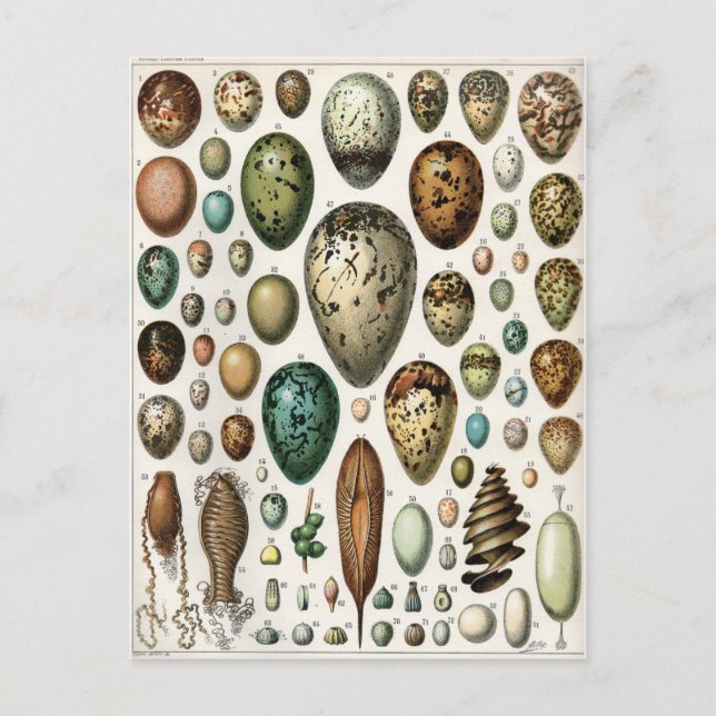 Postal Oeufs (Anverso)