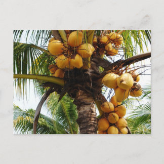Postal Oh Coconuts