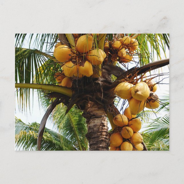 Postal Oh Coconuts (Anverso)