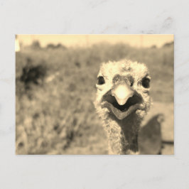 Postal Oh... ¡Hola! -Postal