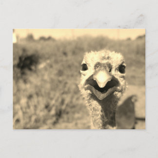 Postal Oh... ¡Hola! -Postal