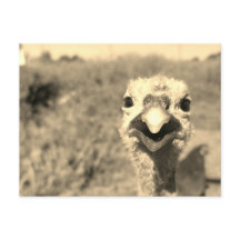 Oh... ¡Hola! -Postal