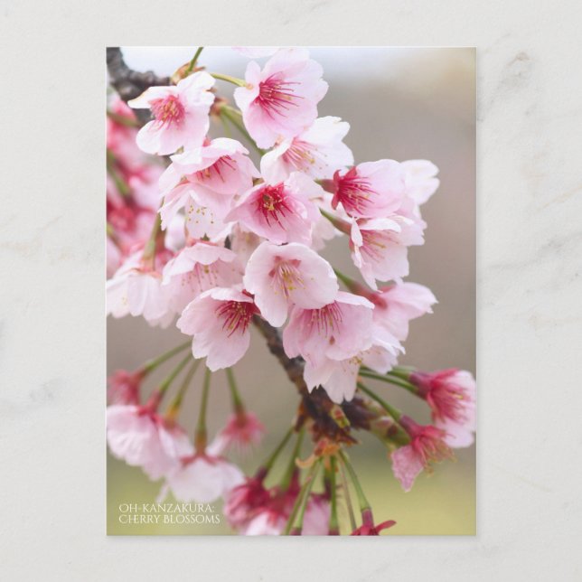 Postal Oh-kanzakura: Flores de cerezo [postal] (Anverso)
