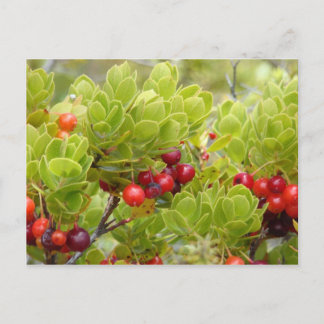 Postal Ohelo Berries