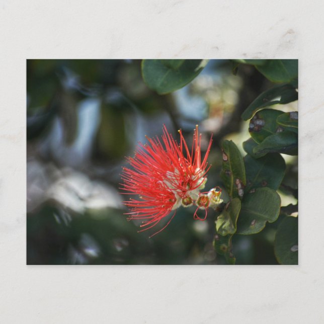 Postal Ohia Lehua Blossom (Anverso)