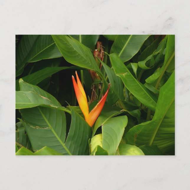 Postal Oiseau-de-Paradis - Martinica, FWI (Anverso)