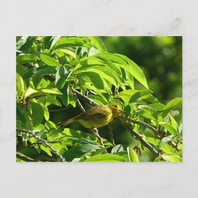 Postal Oiseau Jaune - Martinica, FWI (Anverso)