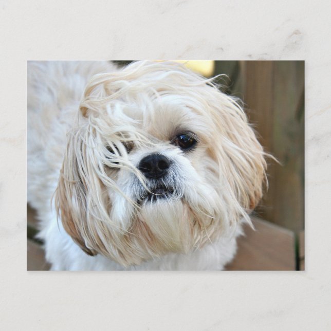 Postal ojalá estuvieras aquí (Anverso)